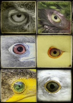 Who’s Looking at You?