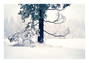 Winter Boughs, Yosemite