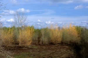 Winter Willows, Bufferlands