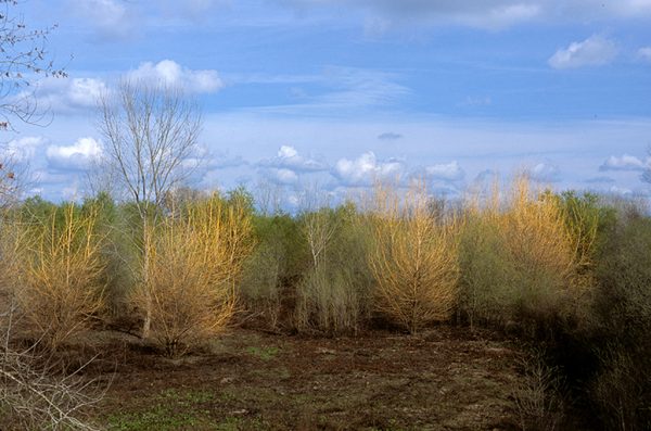 Winter Willows, Bufferlands