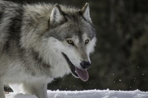Wolf Face