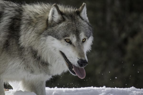 Wolf Face