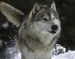 Wolf Lips