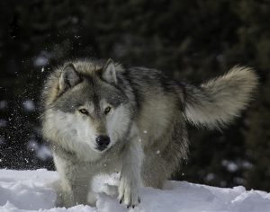 Wolf Run