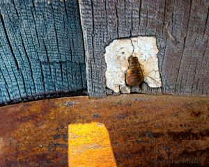 Wood #36a