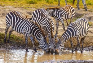 ZebraChronisity