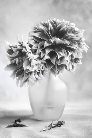 Zinnia Study #1