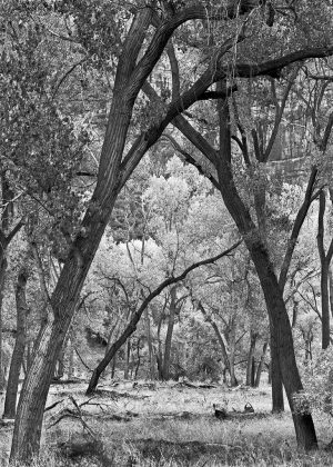 Zion Meadow - Vertical