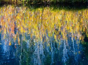 Autumn Reflection