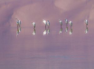 Egrets at Owens Lake