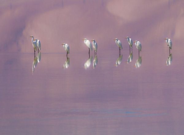 Egrets at Owens Lake