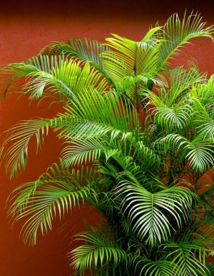 Leaves in Guatemala