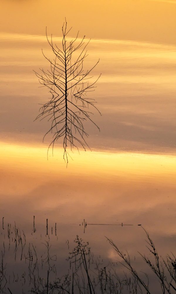 Mirror Pond