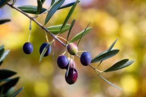 OLIVES