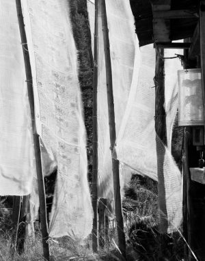 Prayer Flags near Paro Bhutan
