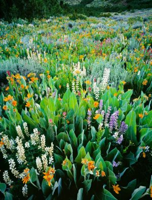Wildflower Mix