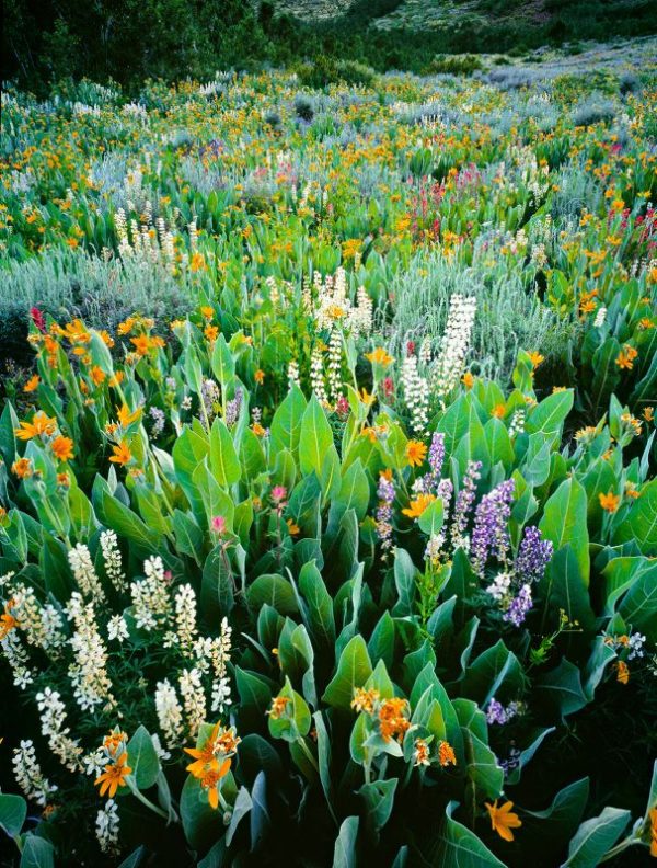 Wildflower Mix