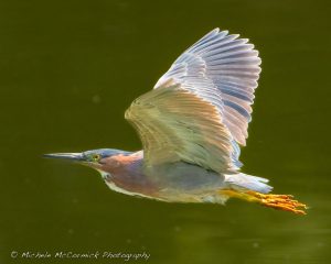 Avian Photography Experience with Michele McCormick