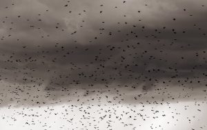 Chaos