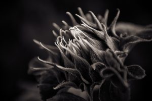 Emergence