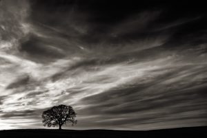 Oak at Sunset