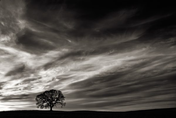 Oak at Sunset