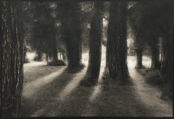 Midnight Walk