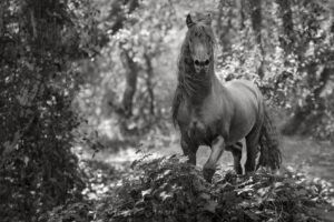 Friesian Stallion Among the Trees