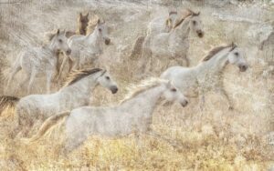 In Memorandum: Running Wild