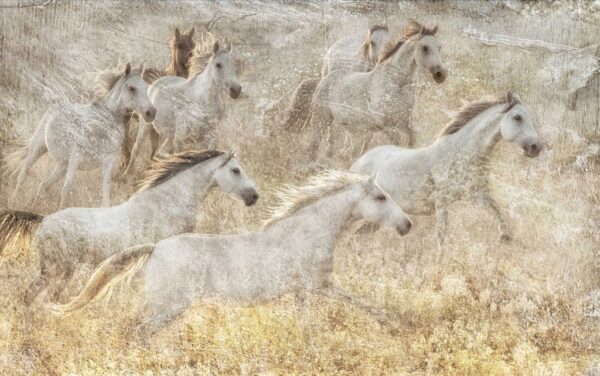 In Memorandum: Running Wild