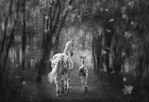Whispers in the Woods