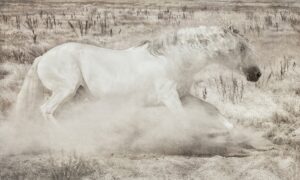 Lusitano On The Run #9