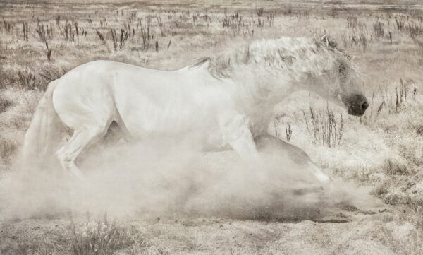 Lusitano On The Run #9