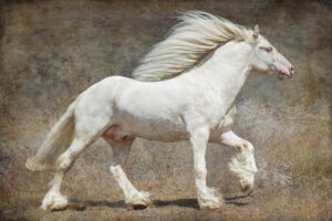 Gypsy Vanner Stallion: On the Run #7