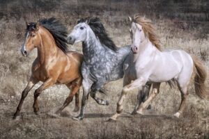 Dance of the Lusitano #2