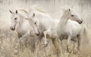 Dance of the Lusitano
