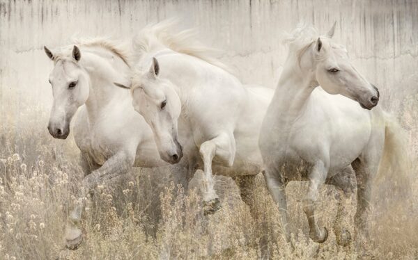 Dance of the Lusitano