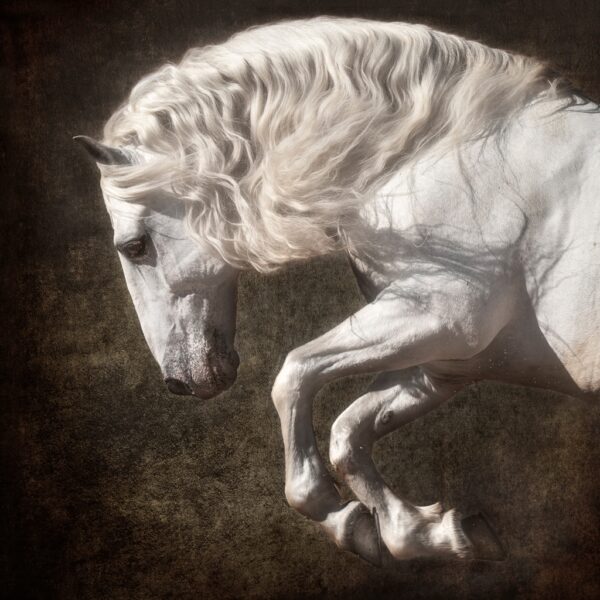 Lusitano at Liberty #1