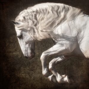 Lusitano at Liberty #1