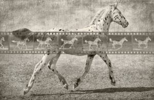 Montelena at a Trot; Homage to Muybridge