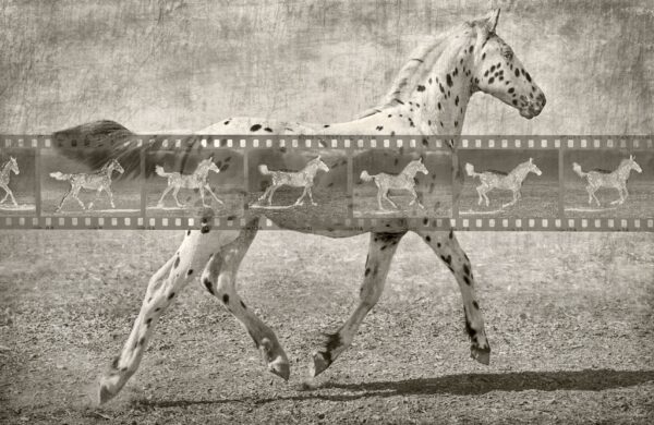 Montelena at a Trot; Homage to Muybridge