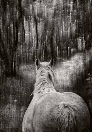 Among the Trees #4