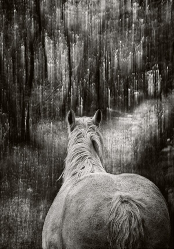 Among the Trees #4