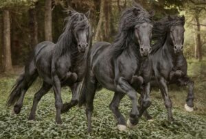 Dance of the Meren
