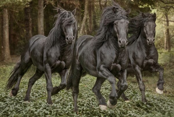 Dance of the Meren