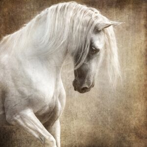 Lusitano at Liberty #2