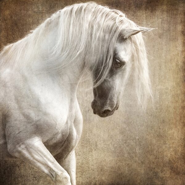 Lusitano at Liberty #2