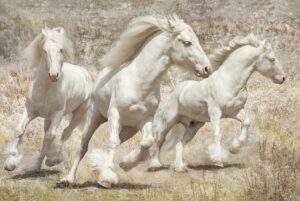 Dance of the Gypsy Vanner