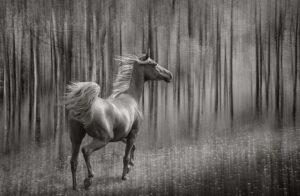 Arabian Stallion Among the Trees