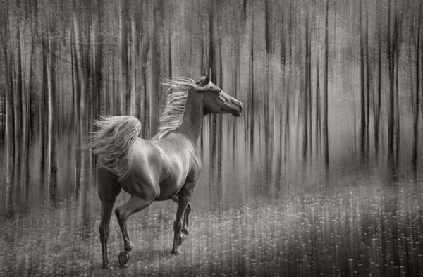 Arabian Stallion Among the Trees